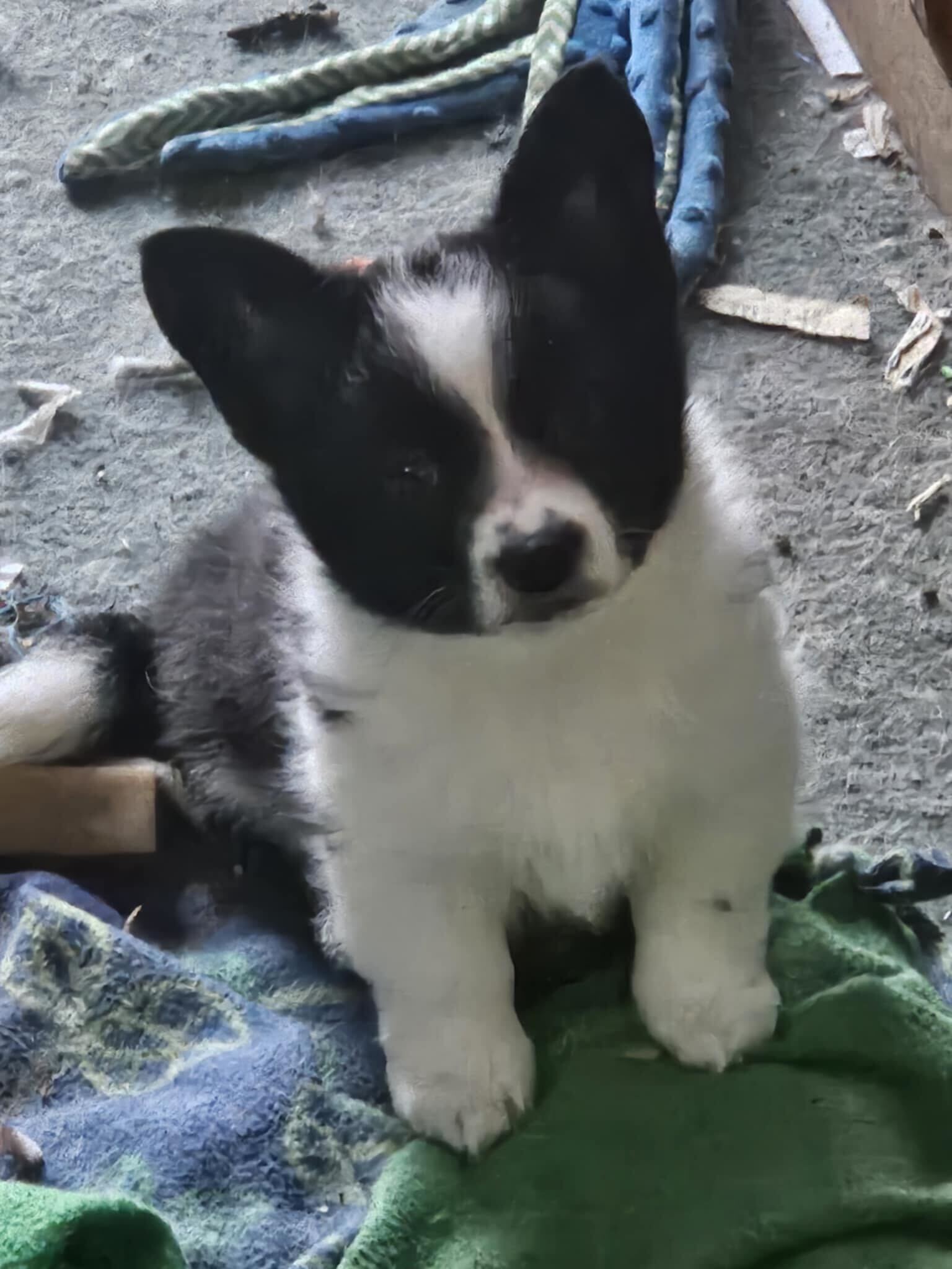 Cooper